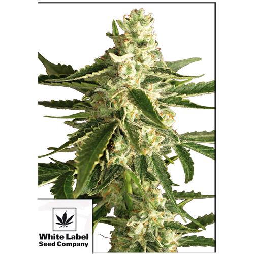 WHITE LABEL - WHITE HAZE AUTOMATICA - 3 SEMI