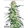 NEW - WHITE LABEL - PURPLE HAZE FEM - 1 SEME