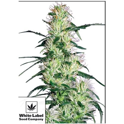 WHITE LABEL - PURPLE HAZE FEM - 10 SEEDS