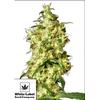 NEW - WHITE LABEL - WHITE WIDOW AUTO - 10 SEMI