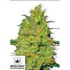 WHITE LABEL - MASTER KUSH FEMINISED - 10 SEEDS