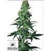 WHITE LABEL - AMNESIA WHITE REGOLARE - 10 SEMI