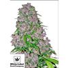 WHITE LABEL - PURPLE BUD FEMMINIZZATA - 3 SEMI