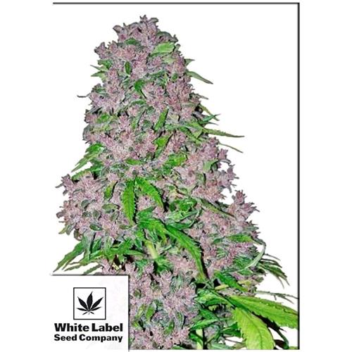 WHITE LABEL - PURPLE BUD FEMINISED - 10 SEEDS