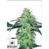 WHITE LABEL - WHITE SKUNK FEMINISED - 10 SEEDS