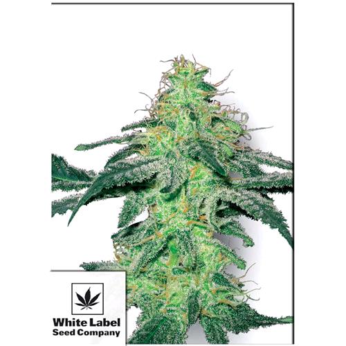 WHITE LABEL - WHITE SKUNK FEMMINIZZATA - 10 SEMI