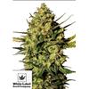 WHITE LABEL - MASTER KUSH AUTOMATICA - 3 SEMI