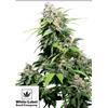 WHITE LABEL - CALIFORNIAN ORANGE BUD REGOLARE - 10 SEMI