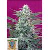 SWEET SEEDS - BIG FOOT FEM - 3+1 SEMI