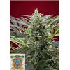 SWEET SEEDS - CREAM 47 FEM - 3+1 SEMI