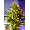 SWEET SEEDS - BIG DEVIL #2 AUTO - 3+1 SEMI