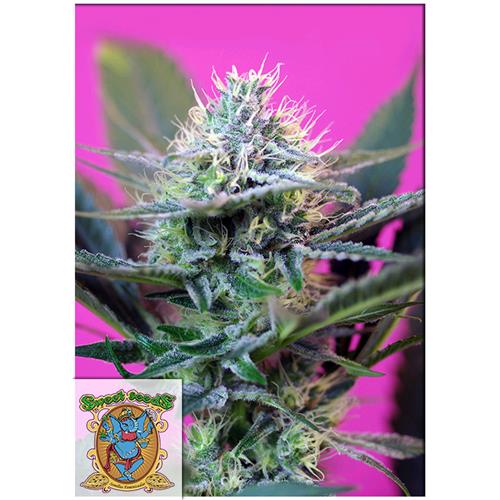 SWEET SEEDS - + SPEED AUTO - BULK 500 SEMI 