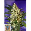 SWEET SEEDS - FAST BUD #2 AUTO - 3+1 SEMI