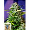 SWEET SEEDS - JACK 47 AUTO - 3+1 SEMI