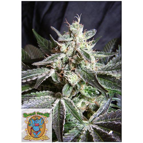 SWEET SEEDS - BLACK JACK FEM - 5+2 SEEDS