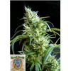 SWEET SEEDS - FLASH BACK #2 FEM - 5+2 SEEDS