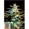 SWEET SEEDS - JACK 47 FEM - 3+1 SEEDS