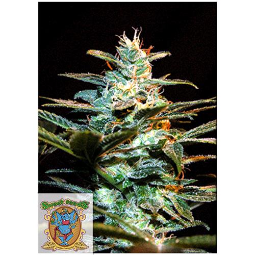 SWEET SEEDS - JACK 47 FEM - BULK 25 SEMI