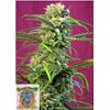 SWEET SEEDS - SWEET TAI FEM - 3+1 SEEDS