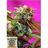 SWEET SEEDS - WILD ROSE FEM - 5+2 SEEDS