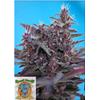 SWEET SEEDS - BLACK CREAM AUTO - 3+1 SEMI
