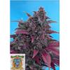 SWEET SEEDS - DARK DEVIL AUTO - 5+2 SEEDS