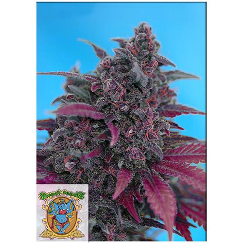 SWEET SEEDS - DARK DEVIL AUTO - 25 SEEDS