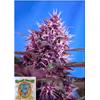 SWEET SEEDS - RED POISON AUTO - 3+1 SEEDS