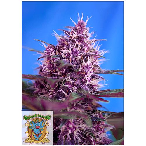 SWEET SEEDS - RED POISON AUTO - 5+2 SEEDS