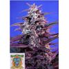 SWEET SEEDS - BLOODY SKUNK AUTO - 3+1 SEEDS