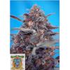 SWEET SEEDS - DEVIL CREAM AUTO - 3+1 SEEDS