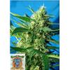 SWEET SEEDS - NYC DIESEL AUTO - 25 BULK SEEDS