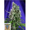 SWEET SEEDS - SWEET TRAINWRECK AUTO - 3+1 SEMI