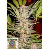 SWEET SEEDS - SAD SWEET AFGANI DELICIOUS FEM - F1 FAST VERSION - BULK 25 SEEDS