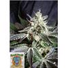 SWEET SEEDS - BLACK JACK FEM - F1 FAST VERSION - 3+1 SEMI