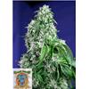 SWEET SEEDS - BIG DEVIL FEM - F1 FAST VERSION - 3+1 SEMI