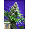 SWEET SEEDS - KILLER KUSH FEM - F1 FAST VERSION - 5+2 SEMI