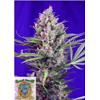 SWEET SEEDS - CREAM MANDARINE FEM - F1 FAST VERSION - 3+1 SEMI