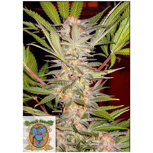 SWEET SEEDS - SAD SWEET AFGANI DELICIOUS S1 FEM - BULK 25 SEMI