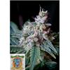 SWEET SEEDS - CREAM CARAMEL FEM - 5+2 SEMI
