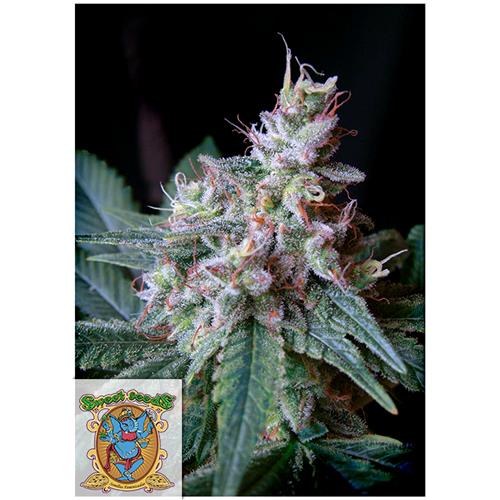 SWEET SEEDS - CREAM CARAMEL FEM - BULK 100 SEEDS