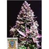 SWEET SEEDS - CREAM CARAMEL AUTO - BULK 25 SEEDS