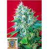 SWEET SEEDS - GREEN POISON FEM - BULK 25 SEEDS