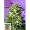 SWEET SEEDS - KILLER KUSH AUTO - 3+1 SEEDS