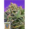 SWEET SEEDS - SWEET CHEESE FEM - F1 FAST VERSION - BULK 25 SEEDS