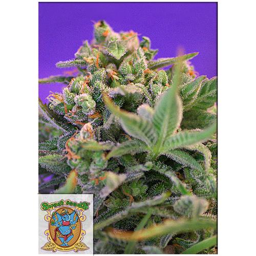 SWEET SEEDS - SWEET CHEESE FEM - F1 FAST VERSION - 5+2 SEMI
