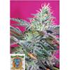 SWEET SEEDS - SWEET CHEESE AUTO - 5+2 SEEDS
