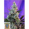 SWEET SEEDS - SWEET SKUNK AUTO - 3+1 SEEDS