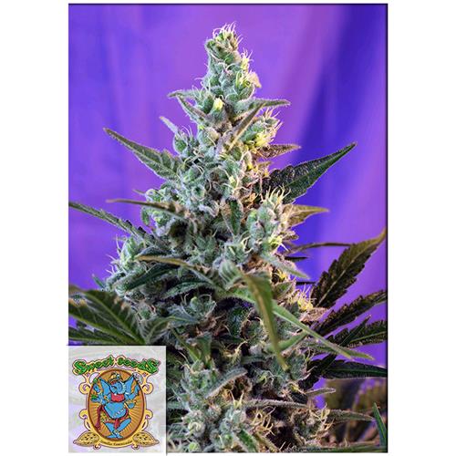 SWEET SEEDS - SWEET SKUNK FEM - F1 FAST VERSION - BULK 25 SEEDS