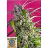 SWEET SEEDS - CRYSTAL CANDY AUTO - BULK 100 SEEDS